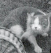 Puffy cat